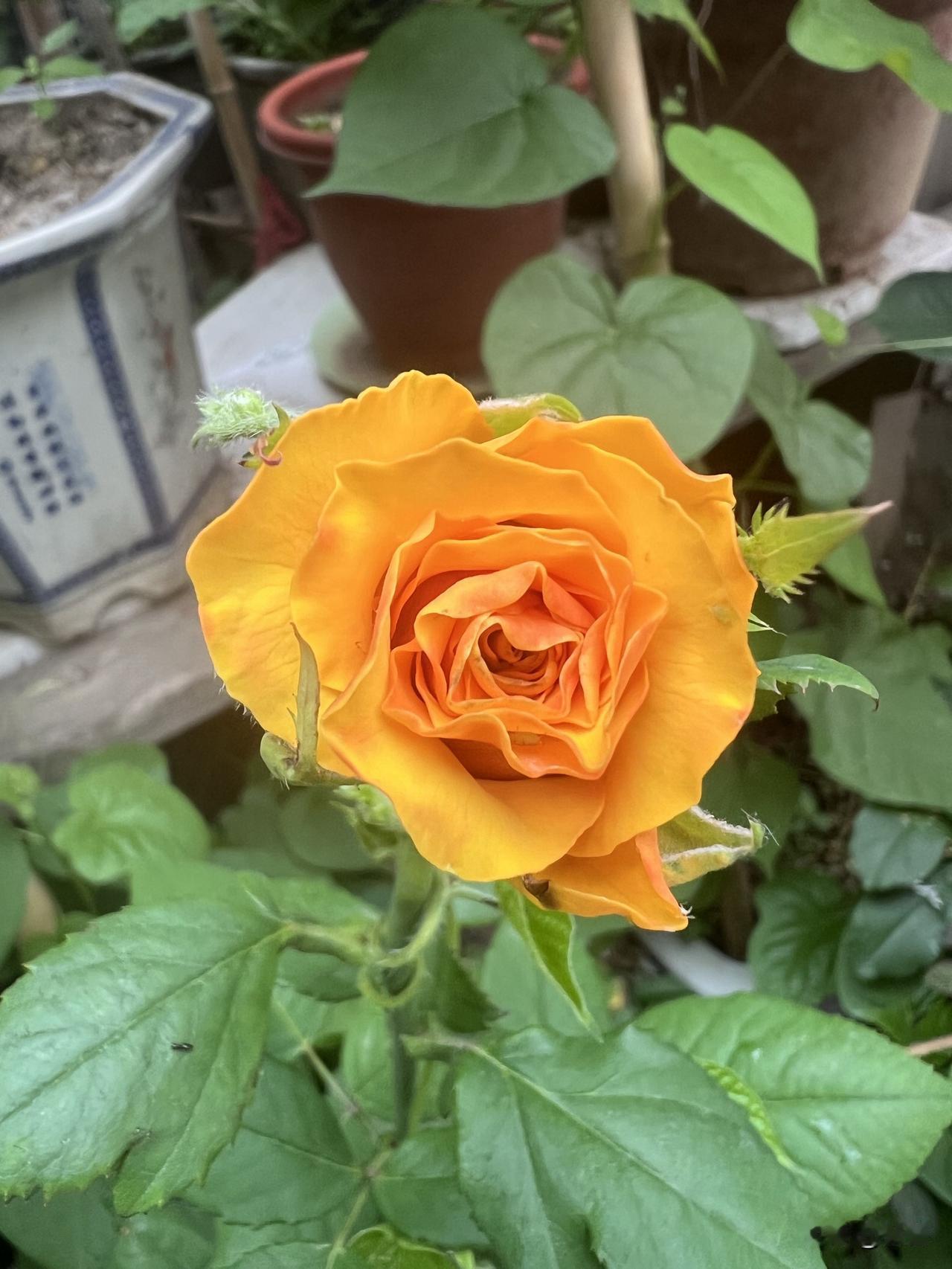 随手拍小区里的月季花动图三幅。均为三茬花。