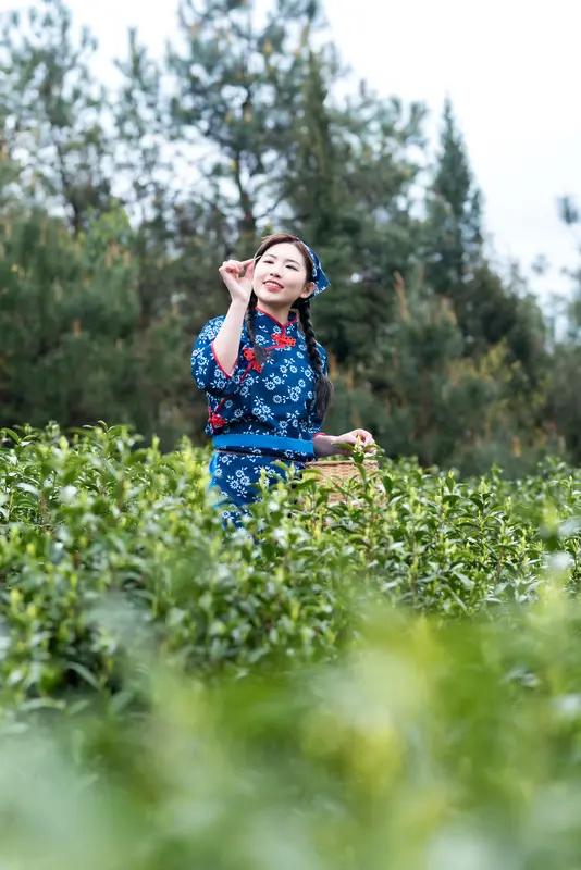 这首《七绝•采茶姑娘》将采茶姑娘的欢快之情展现得酣畅淋漓。“心仪翠绿采茶欢”，让