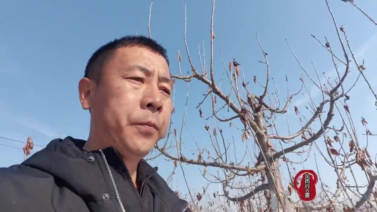 大樱桃品种怎么分？🍒大樱桃品种按果实发育期可分五类：极早熟、早熟、中熟、晚熟、