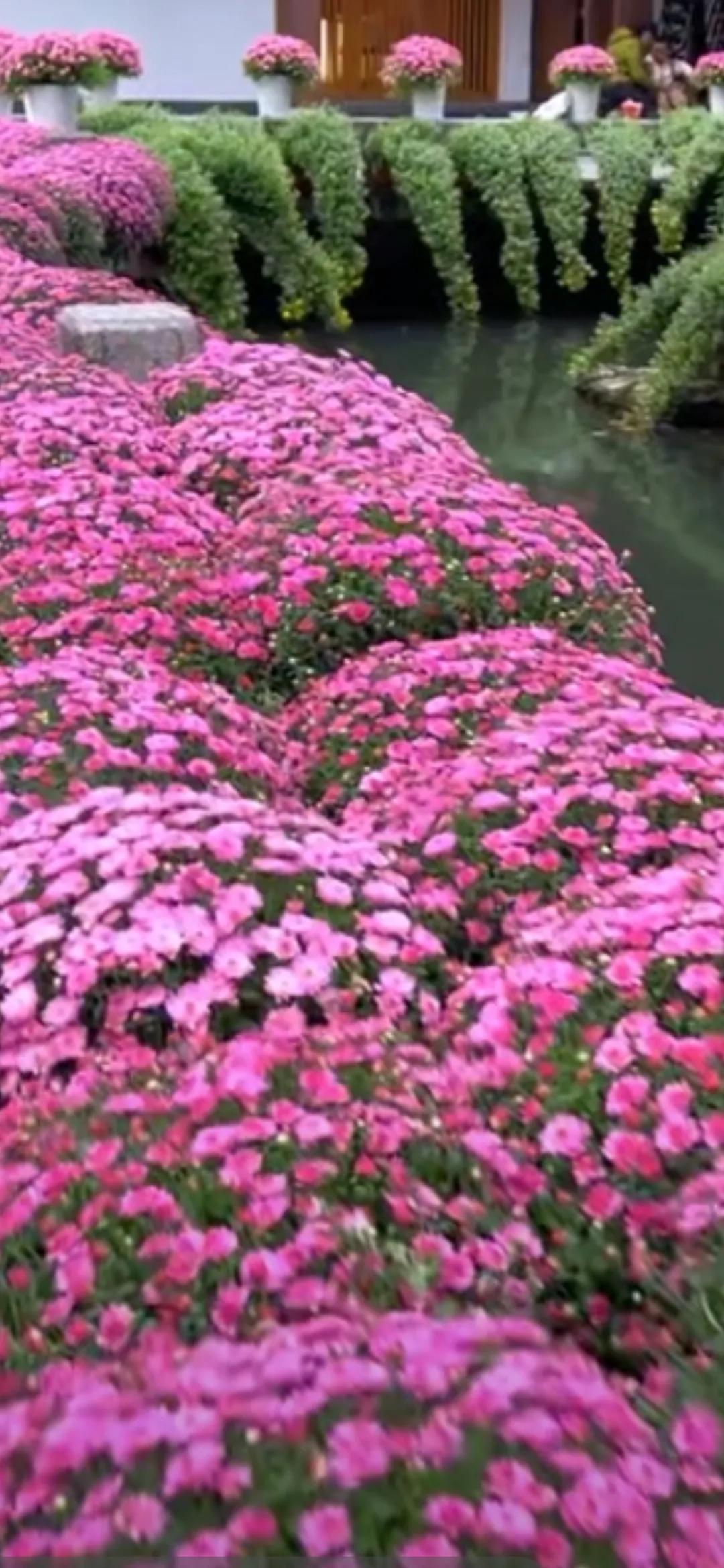 杭州植物园菊展