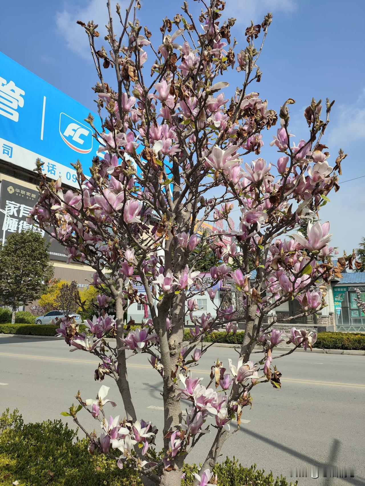 属龙的人热情、果断、有魄力，在人群中很耀眼，在感情里也想找个合拍的伴儿。属龙人跟