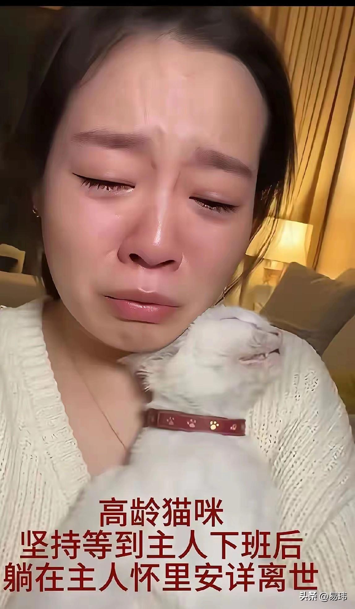 泪目了！一位小姐姐十岁生日的时候，她的外婆送给她一只小白猫，从那天起，小白猫就一