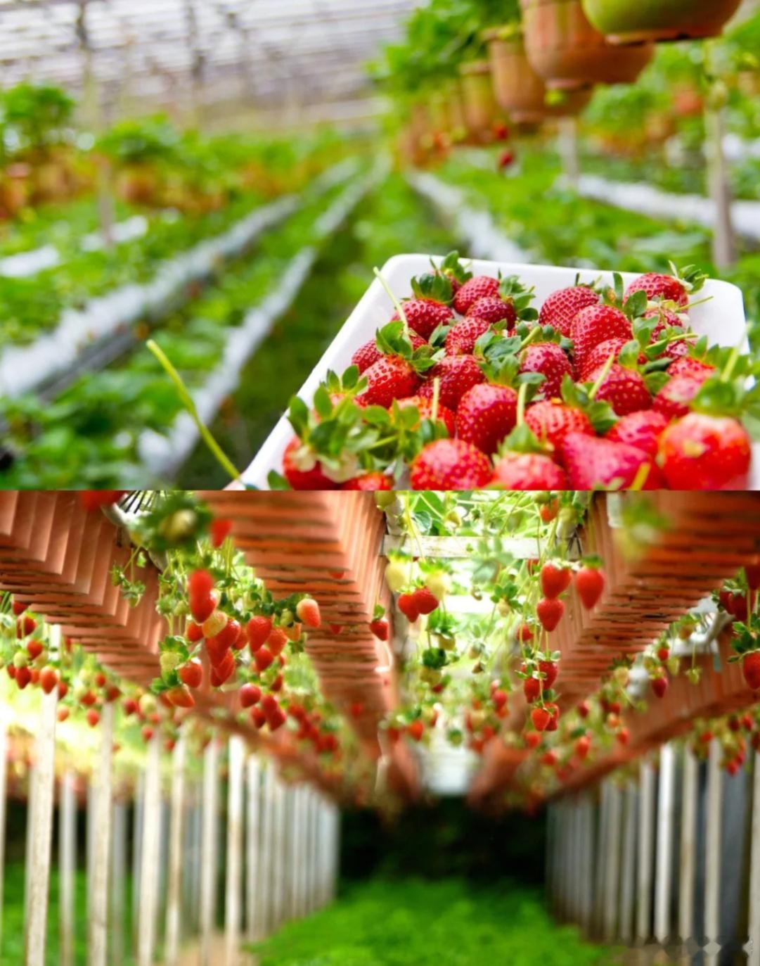 合肥市长丰县正迎来草莓采摘黄金季合肥市长丰县正迎来草莓采摘黄金季，颗颗红润饱满的