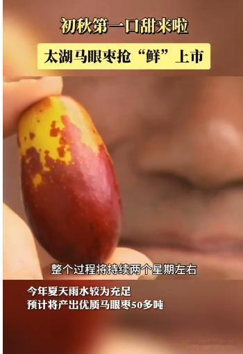 【这款苏州独此一家的特色水果  上市啦】
太湖马眼枣
三山村种植一千多年的水果
