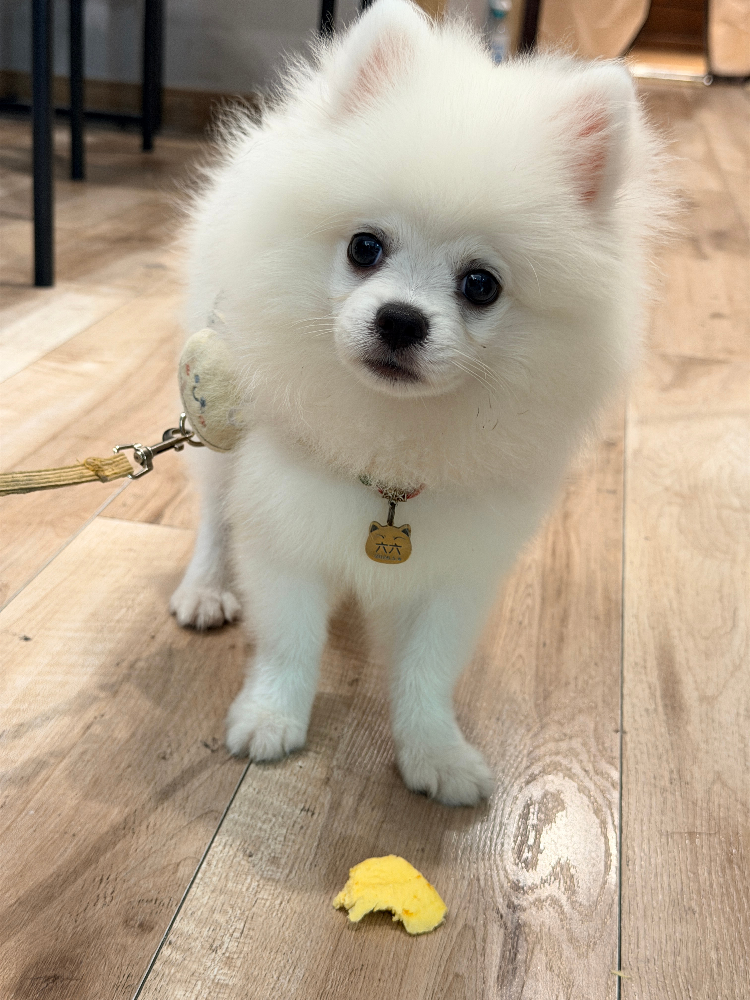 美甲店姐姐的博美，不仅长相甜美可爱，名字跟我家猫一模一样，都叫六六！而且他的妈妈