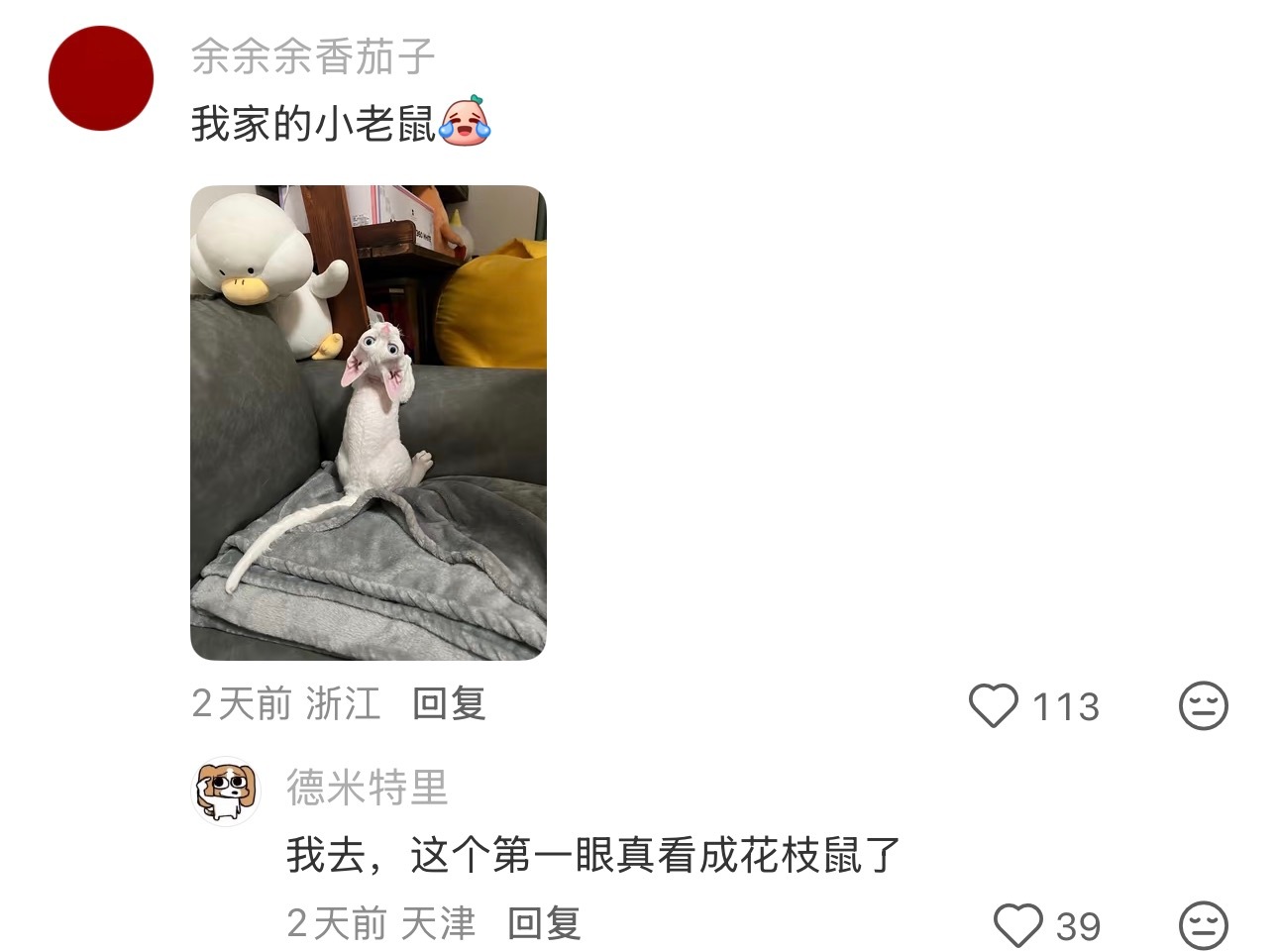 我这是养到隐藏款大老鼠了吗[允悲] ​​​