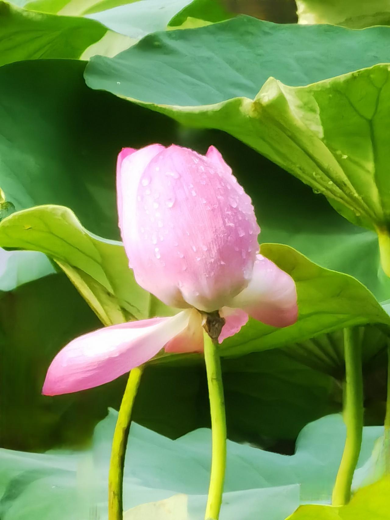 2026年7月1日洋泾湖荷花洋泾湖 荷花 公园洋泾湖