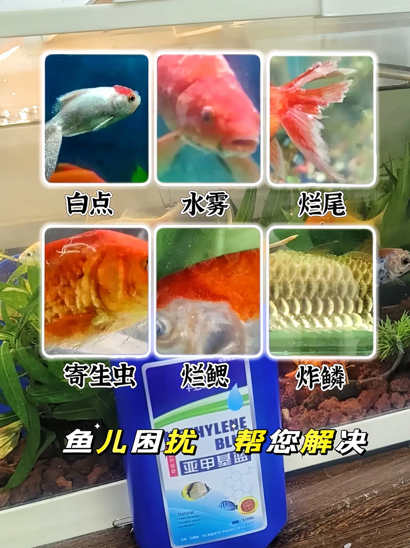 养鱼时使用亚甲基蓝主要有以下好处：  • 杀菌消毒：能有效杀灭多种危害...