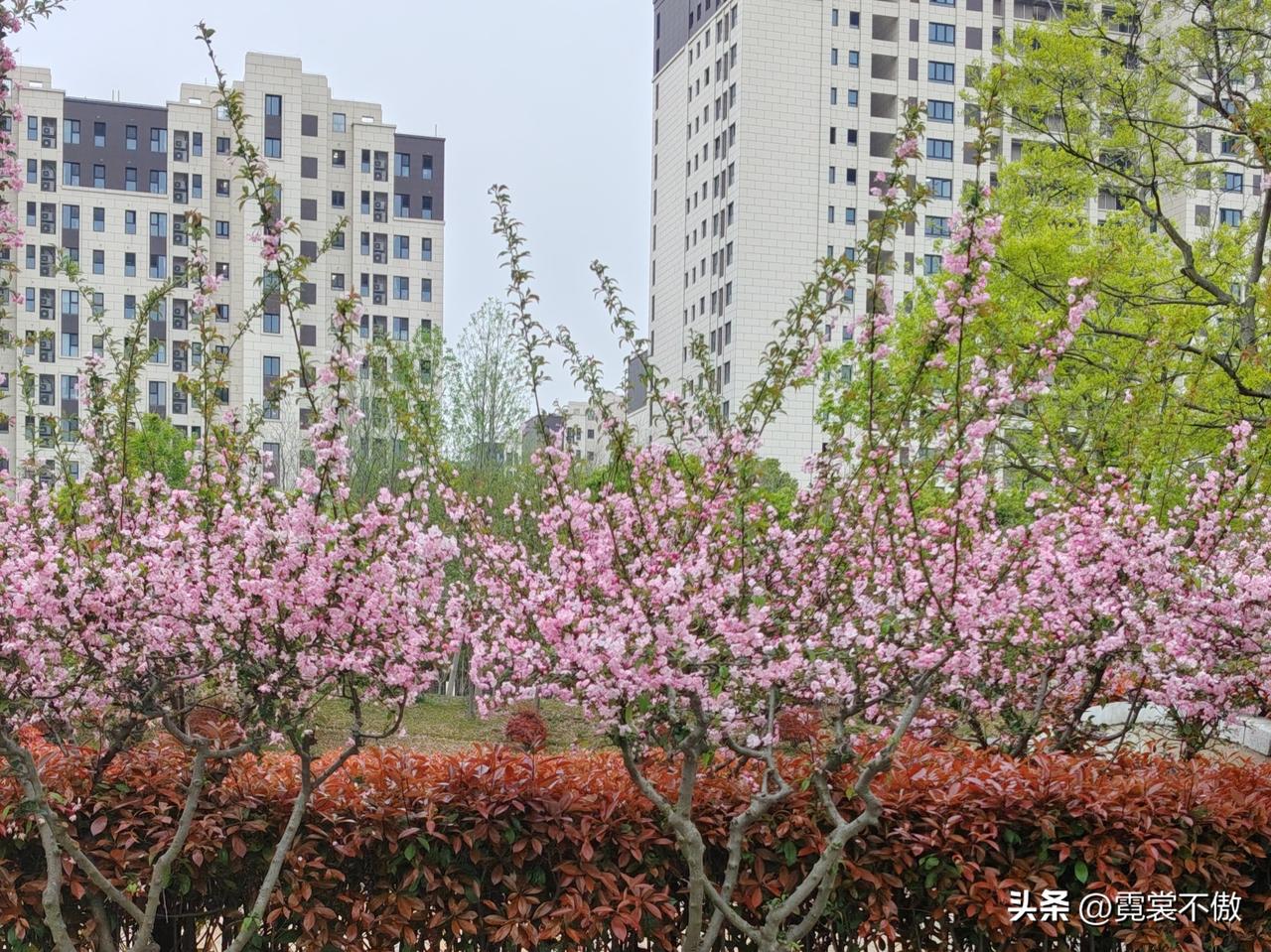 发一张春天拍的花大门口的花