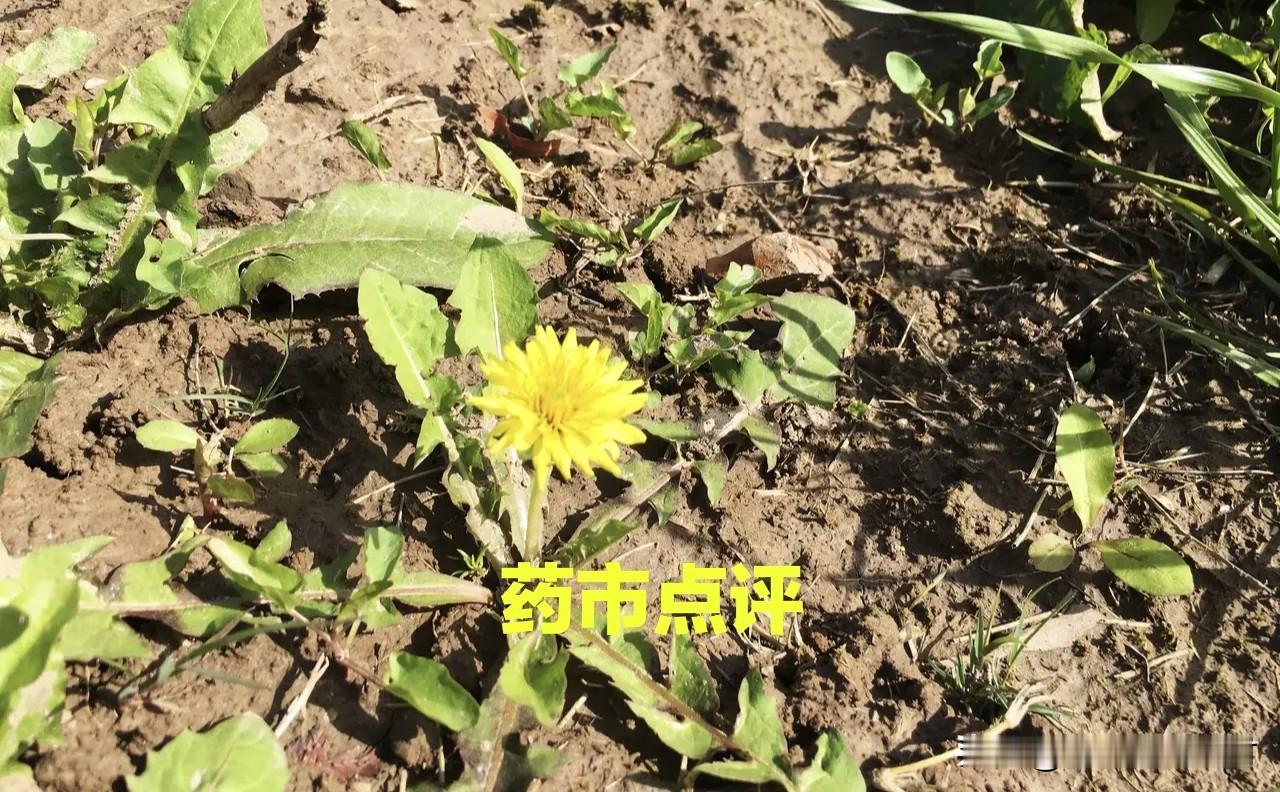 当前，中药材消费进入旺季，市场与产地价格出现倒挂。药市品种跌涨比扩大为1：2，跌