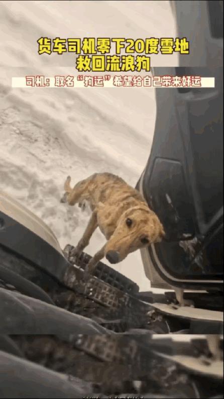 “太暖心了！”青海，零下20度的雪地里，一大货车司机停车休息时，发现一只瘦的皮包