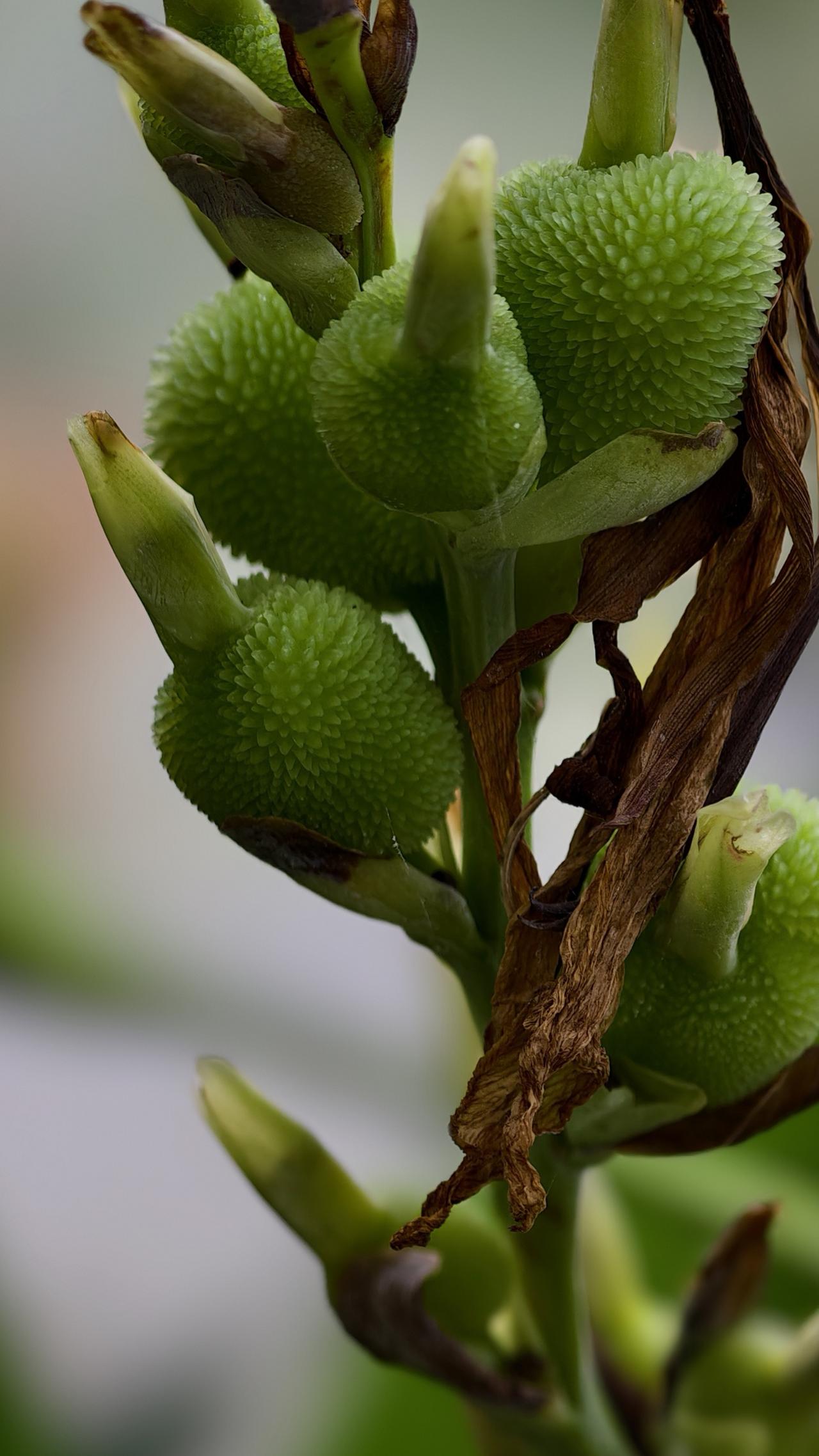 美人蕉果实属于蒴果，未成熟时为绿色，外形多呈椭圆状，表面布满密集的软刺状凸起，质