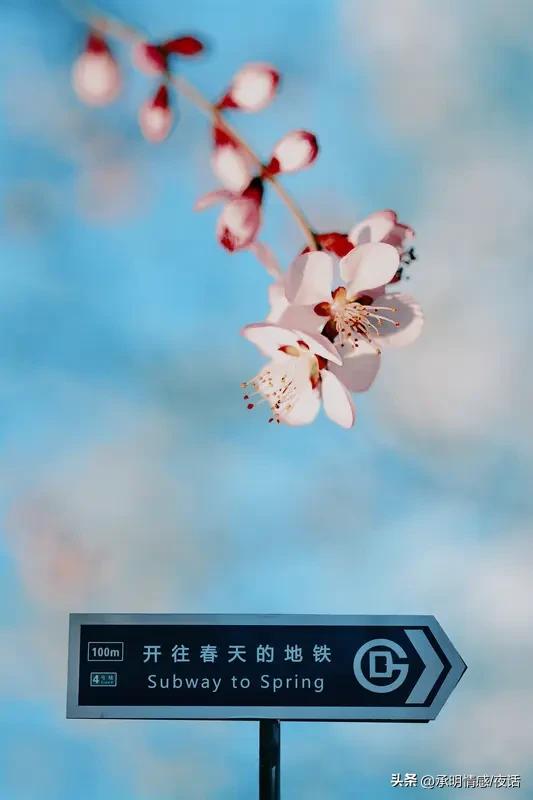 今年春天最想实现的心愿 今年春天，我最想实现的心愿是不再盲目跟风。看看那些春日愿