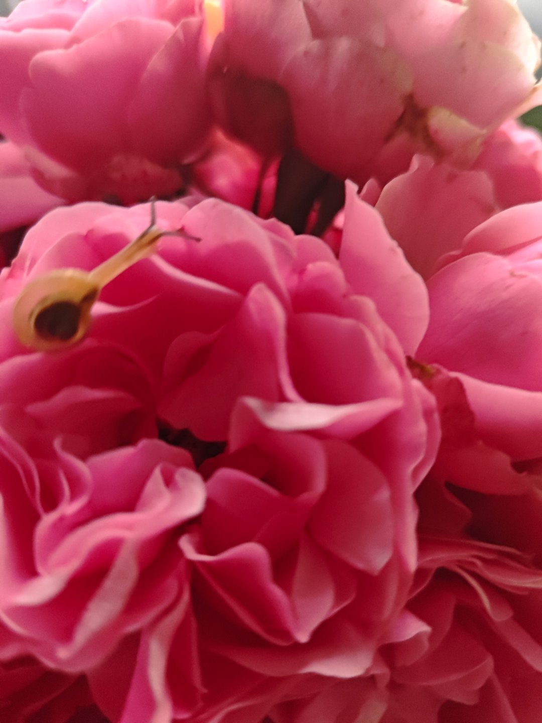 刚刚采的花，看看我在上面发现了什么？一只漂亮的蜗牛，不期而遇 ！你好啊！