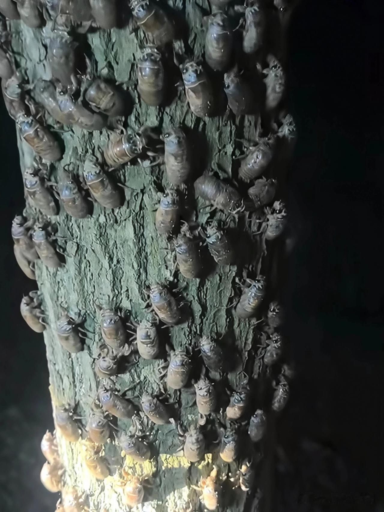 这是什么虫子？密密麻麻看得令人头皮发麻。