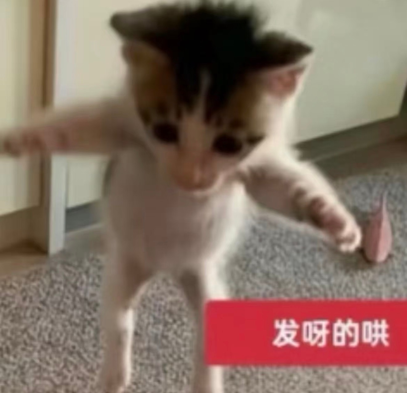 亲亲组 各跳各的不管了家人们唱得很美跳的很漂亮