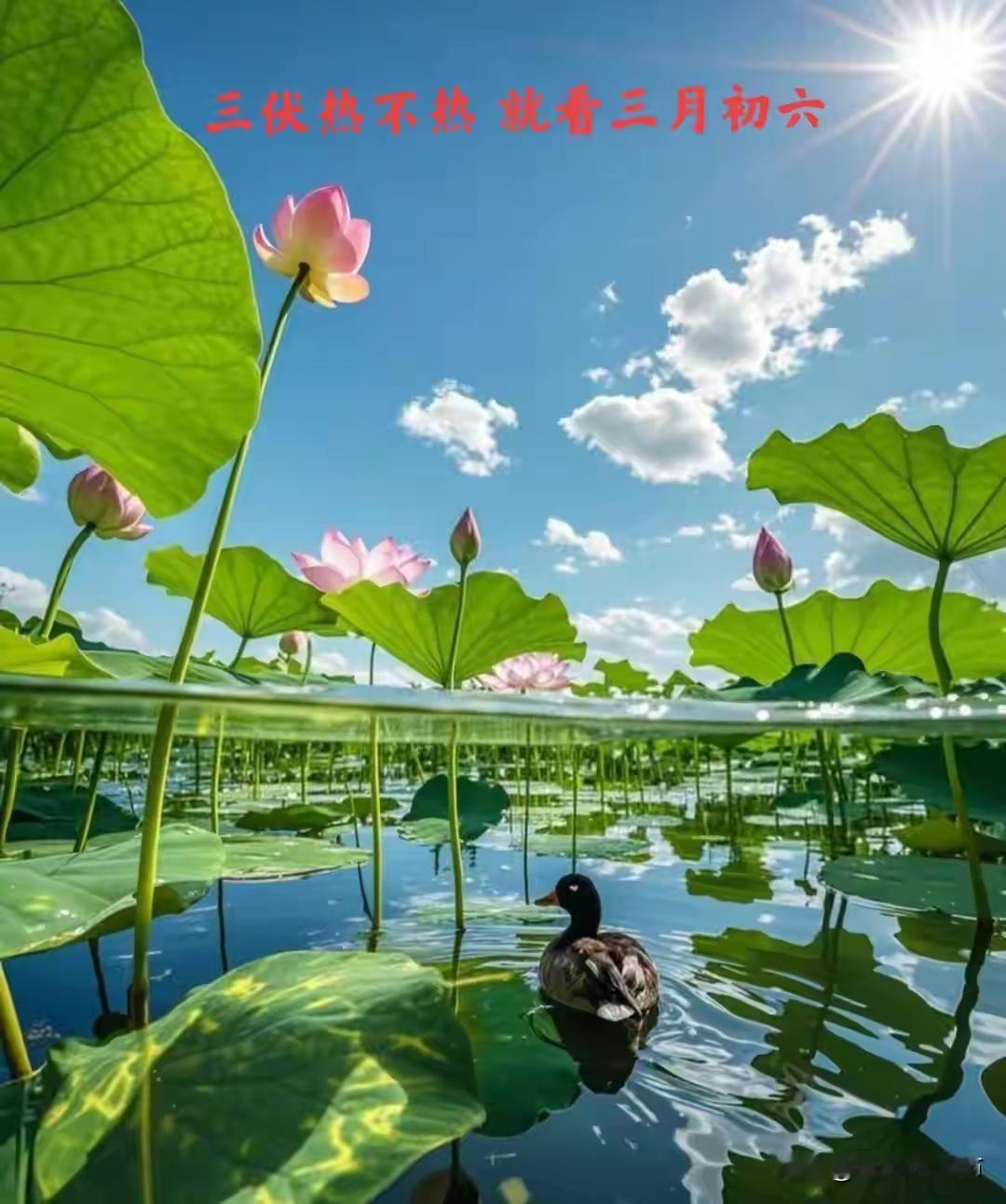 完整榜单
安徽今夏高温明显

这个夏天，安徽的气温仿佛开启了“火力全开”模式，连