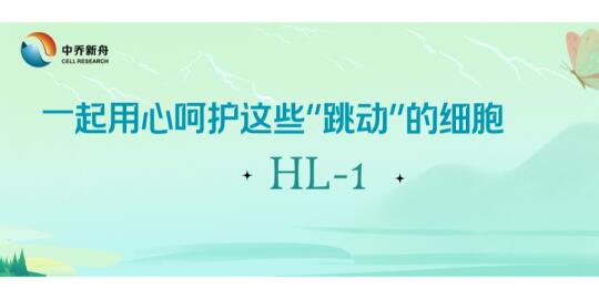 一起用心呵护这些“跳动”的细胞HL-1！