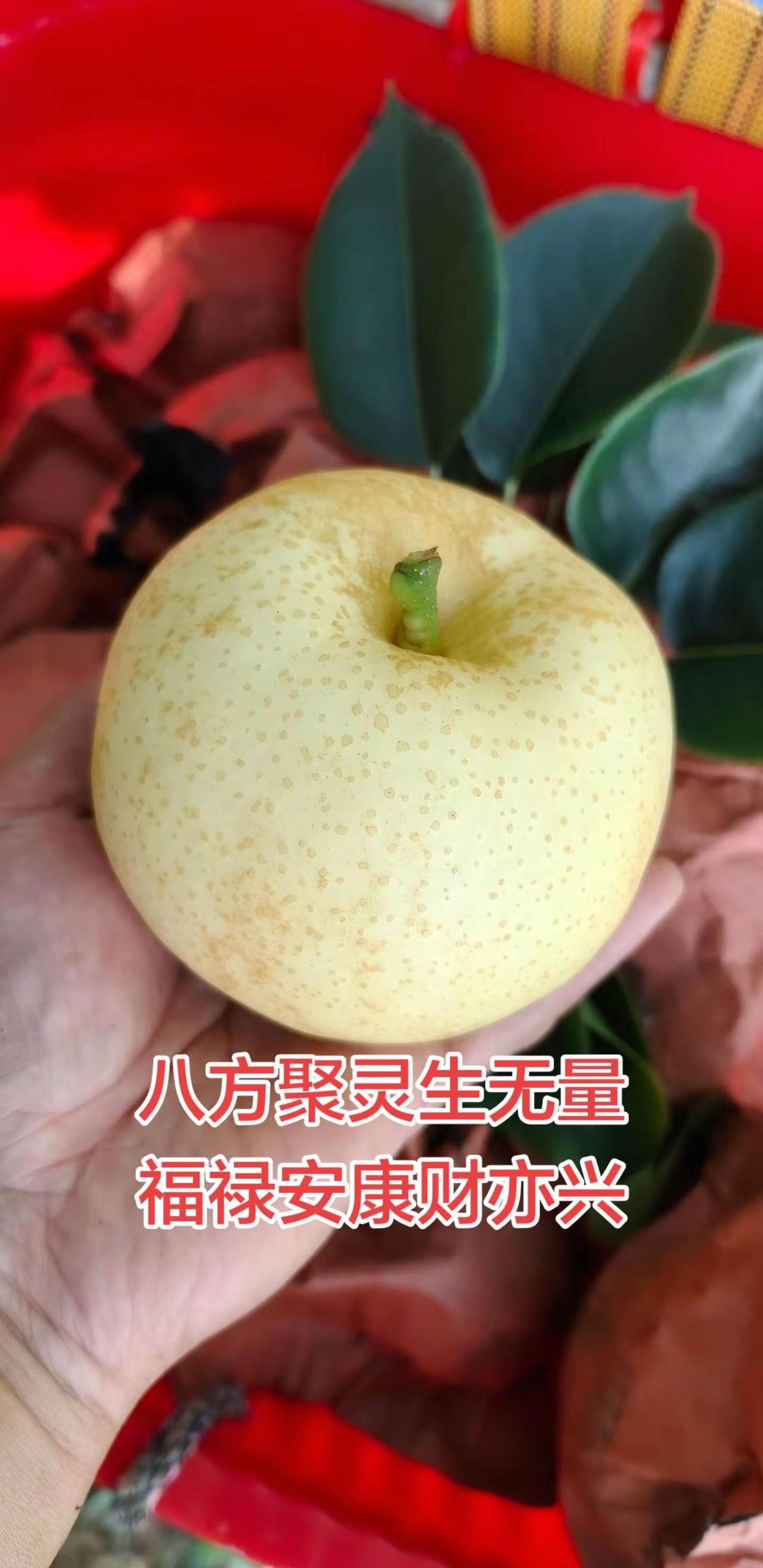 梨子熟了