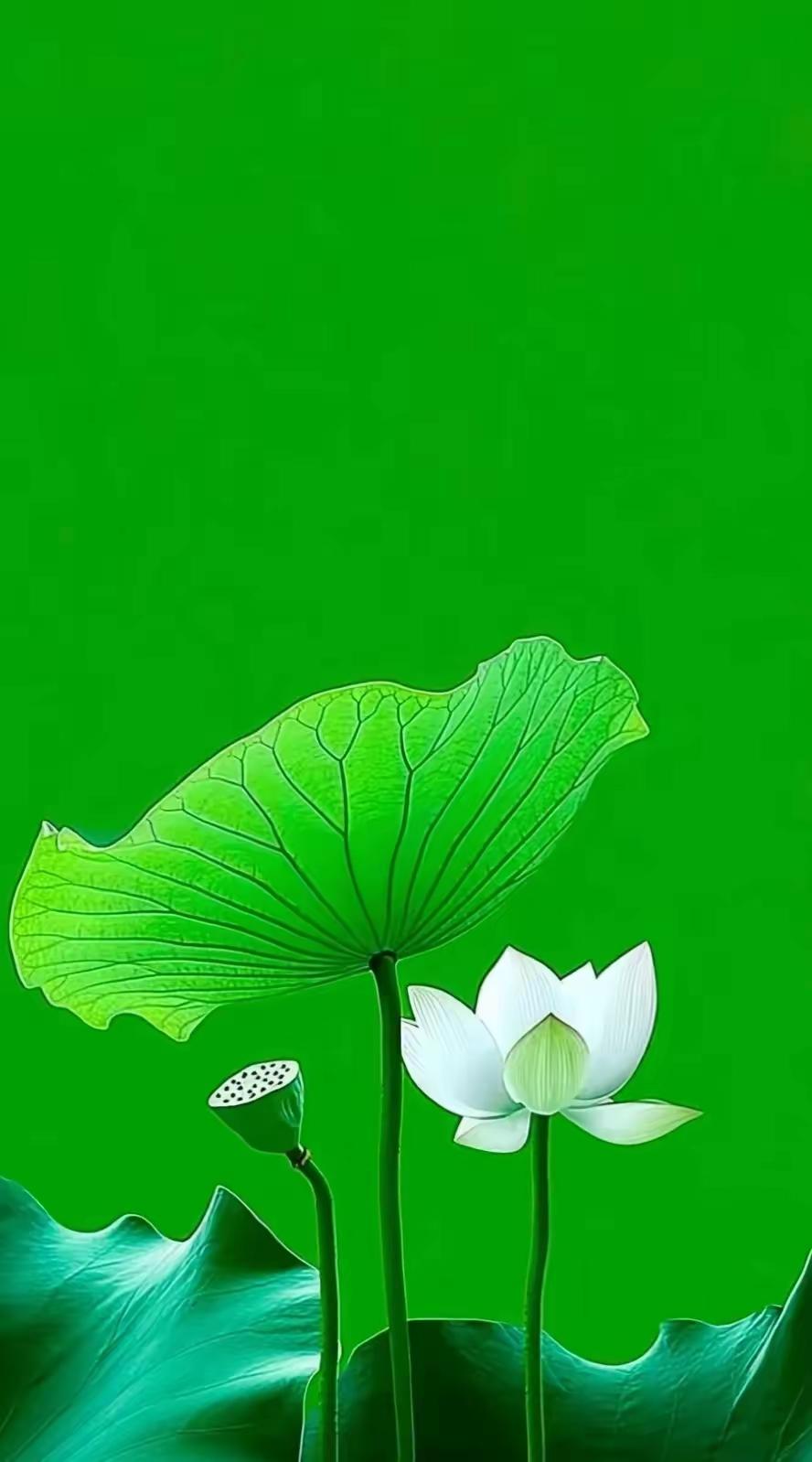 清新自然的绿色背景，一朵洁白的水莲花盛开，仿佛置身于宁静的荷塘。
