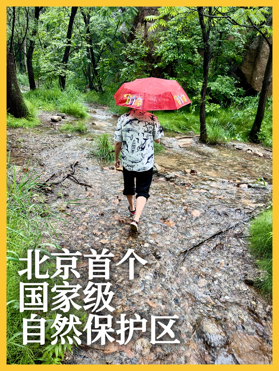京郊避暑：这里的溪水冷如冰，边上是原始森林