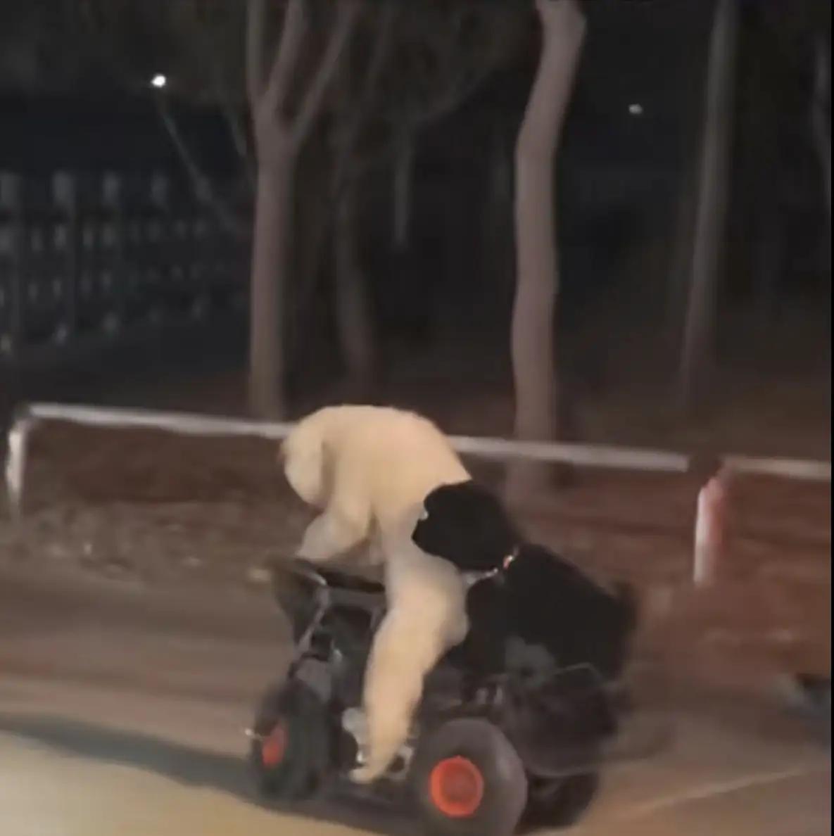 震惊！淮安街头出现“骑车狗”，网友炸锅：这是我见过最酷的宠物！

（素材来自网络