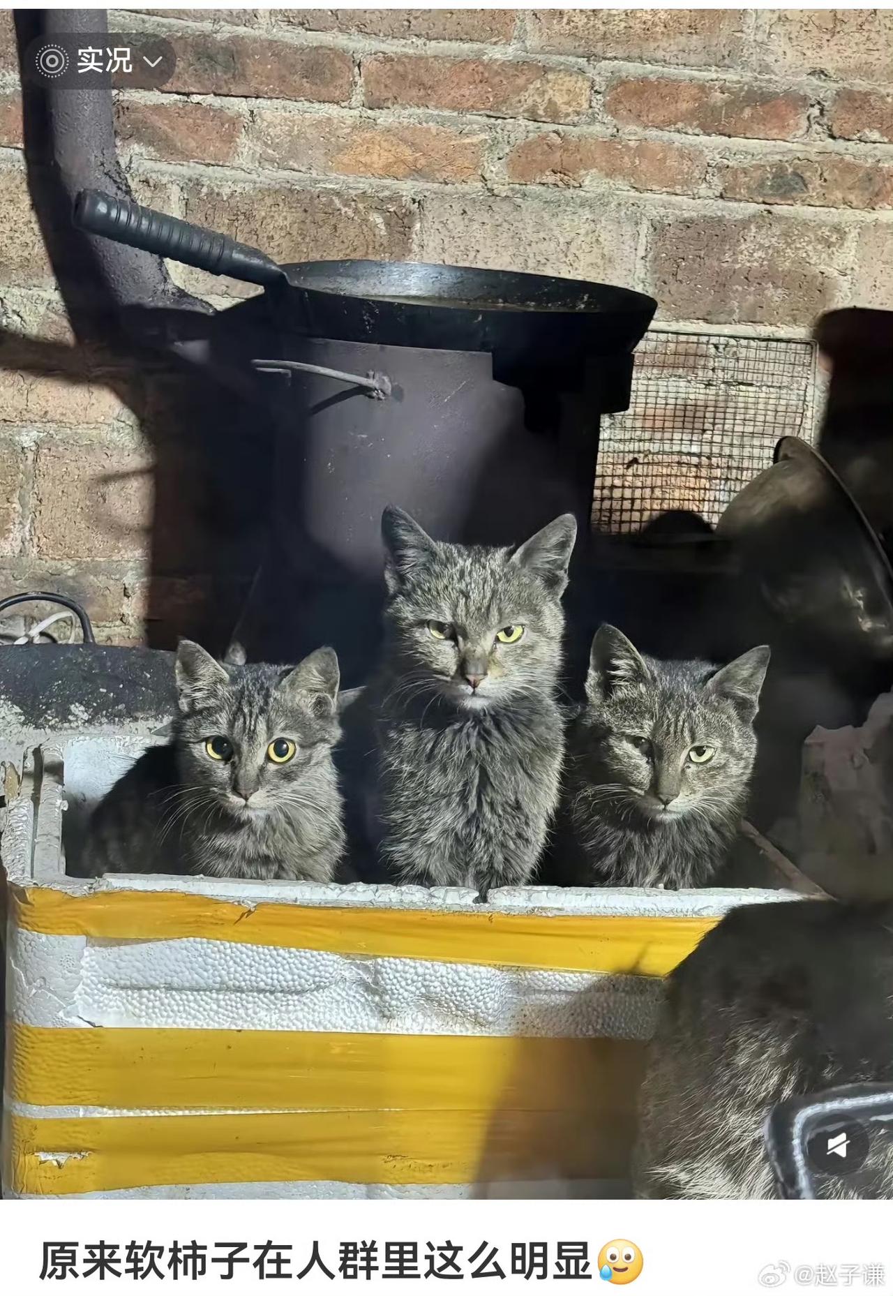 原来软柿子在人群里这么明显