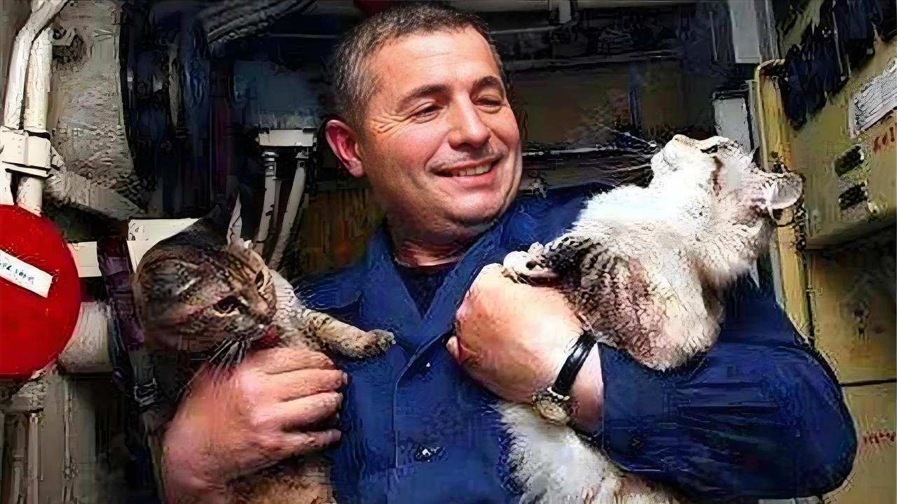 航母上为什么要养猫？是为了抓老鼠？那你就错了，现在航母上的猫可不是为了抓老鼠，而