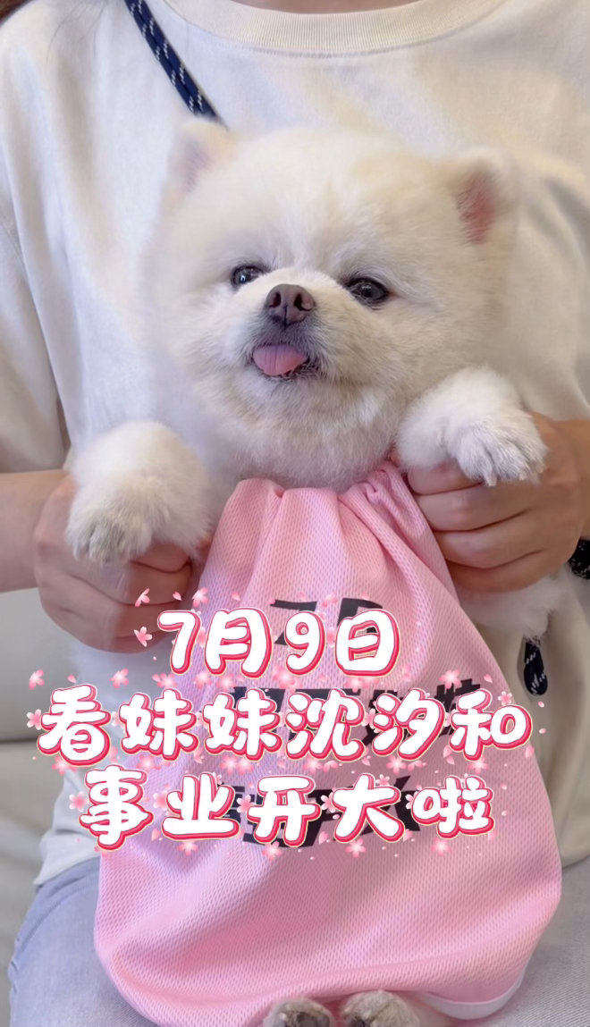 巧克力争夺孟子义汐之郎席位 新剧《百花杀》即将上线，小狗巧克力也来踊跃宣传，争夺
