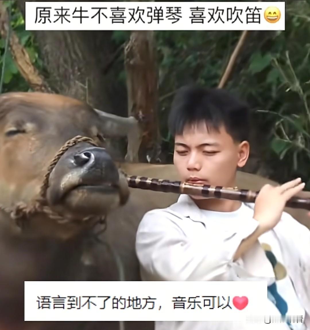 都说对牛弹琴行不通，这下真相大白了——得换竹笛！笛声一响，老牛直接原地沉醉，主打
