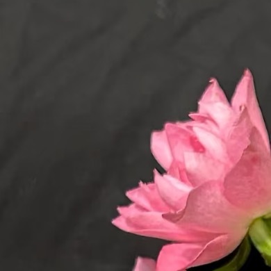 0000天荷繁星种植1、光照温度：天荷繁星性喜温暖向阳，每日需保证4-6小时柔和