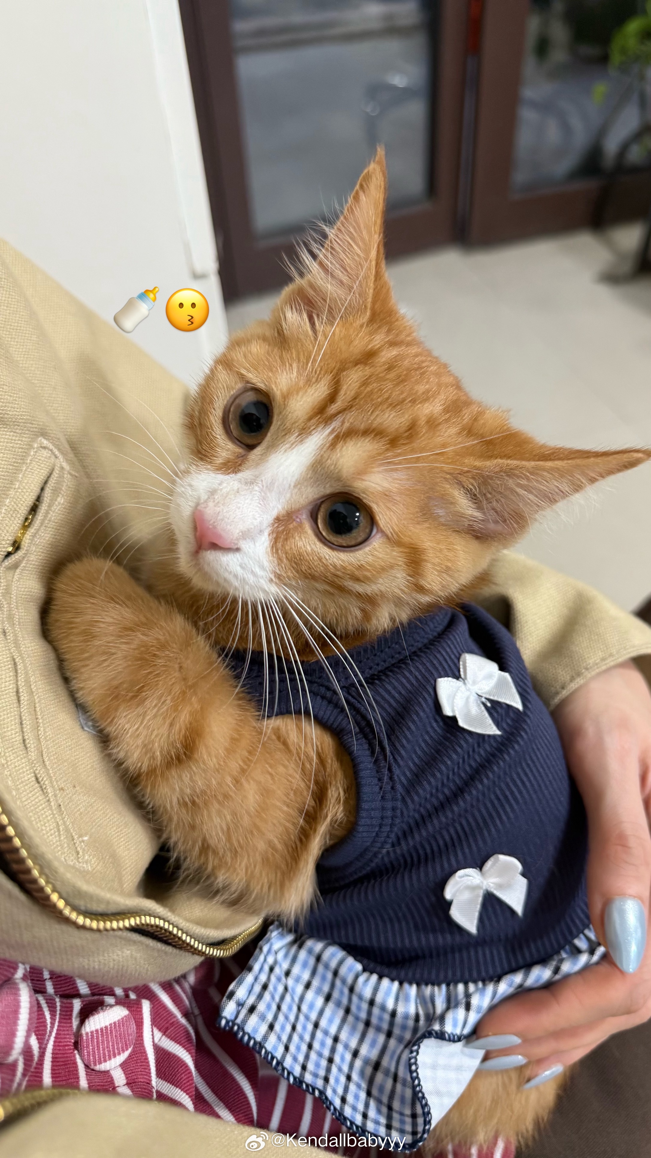🍂🐈  ​​​