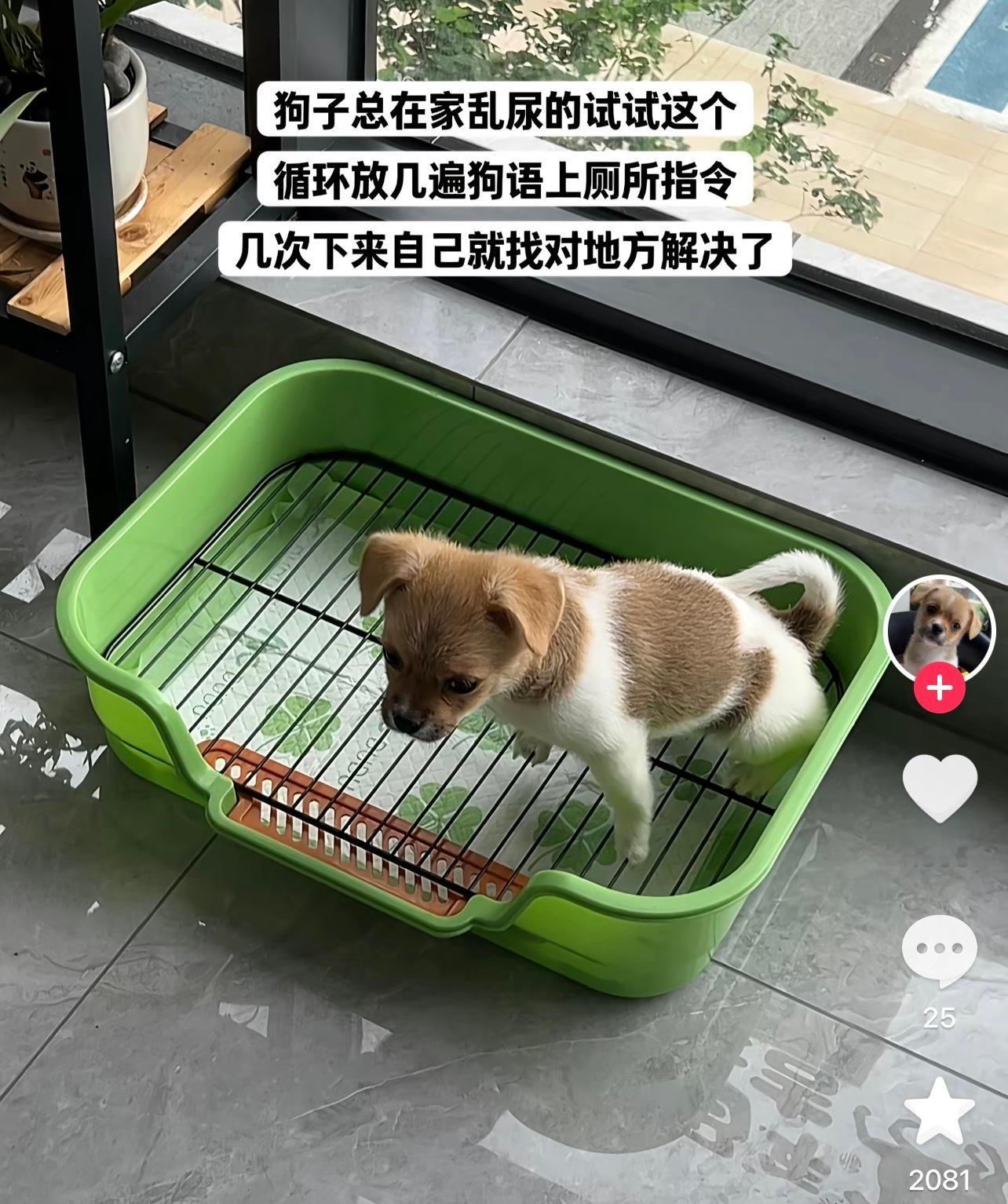 检测智商的视频 ​​​