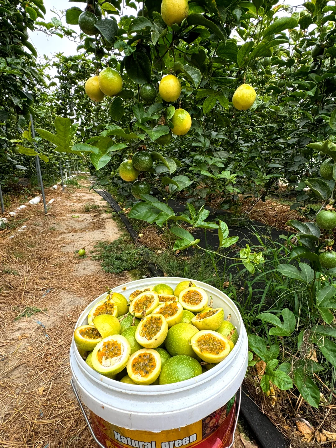 钦蜜九号黄金百香果，九甜一酸，满满的维C…