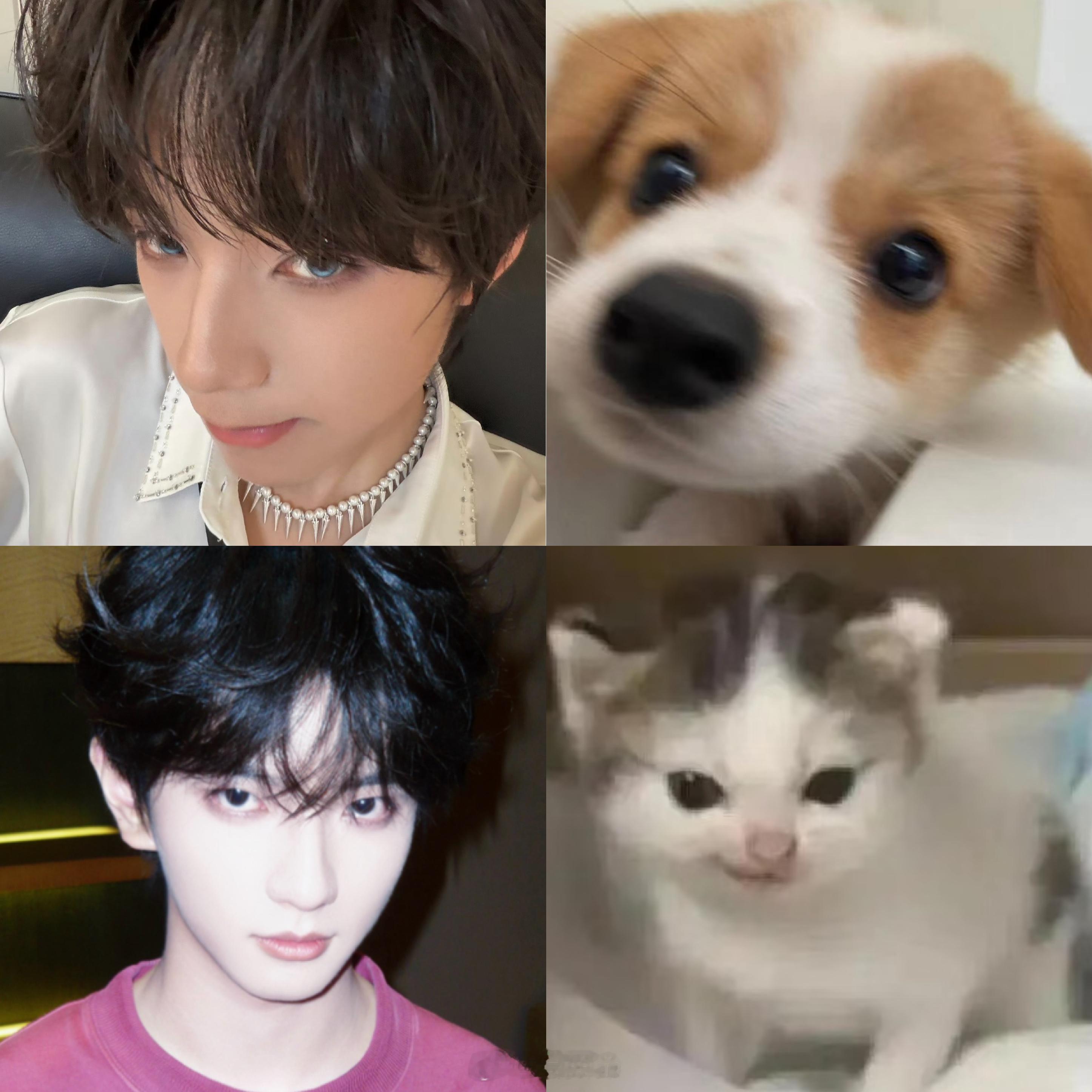 给我萌坏了都 呆比小狗邪恶小猫🥰🥰🐾 ​​​