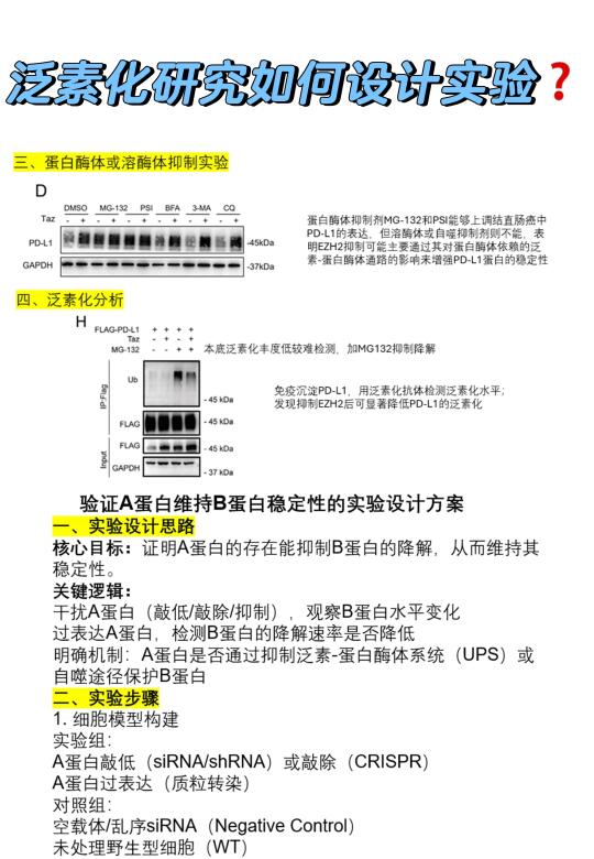 泛素化研究如何设计实验❓（附文献案例）