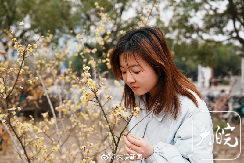 【#合肥腊梅开花了#】进入“三九”寒冬，细心的市民发现，合肥市蜡梅悄然开放，伴随