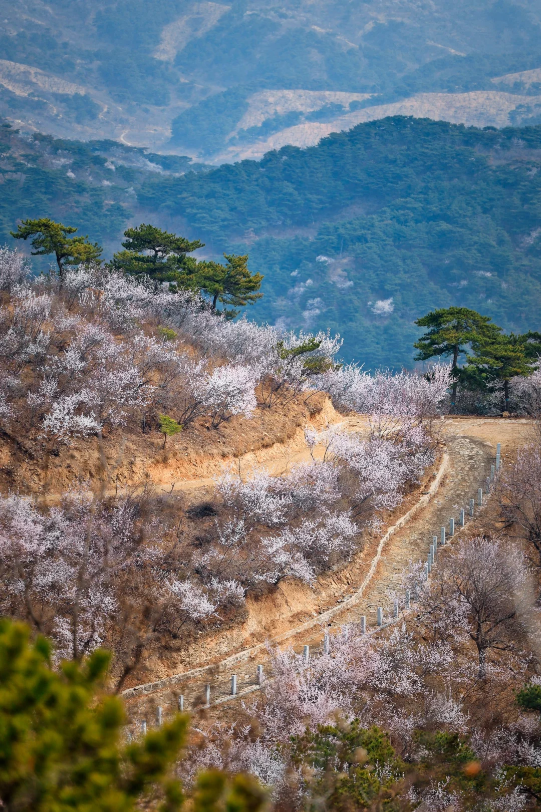 徒步赏花🎏村里放空🌳湖门村的快乐时光