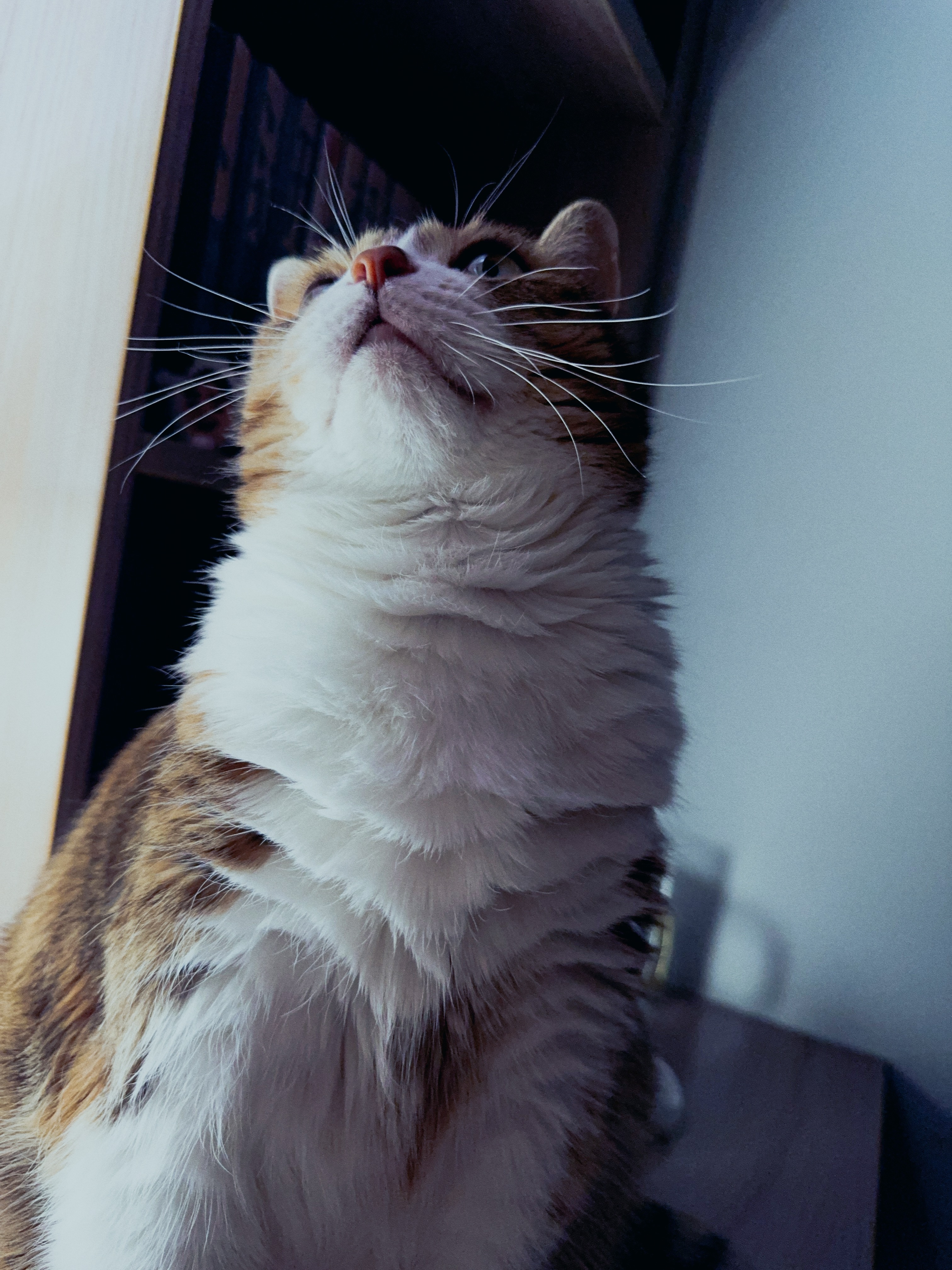 忧郁蓝调小猫 