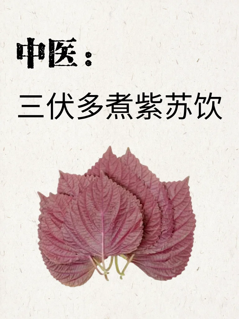 中医讲：三伏饮紫苏！赶走一身寒湿💧