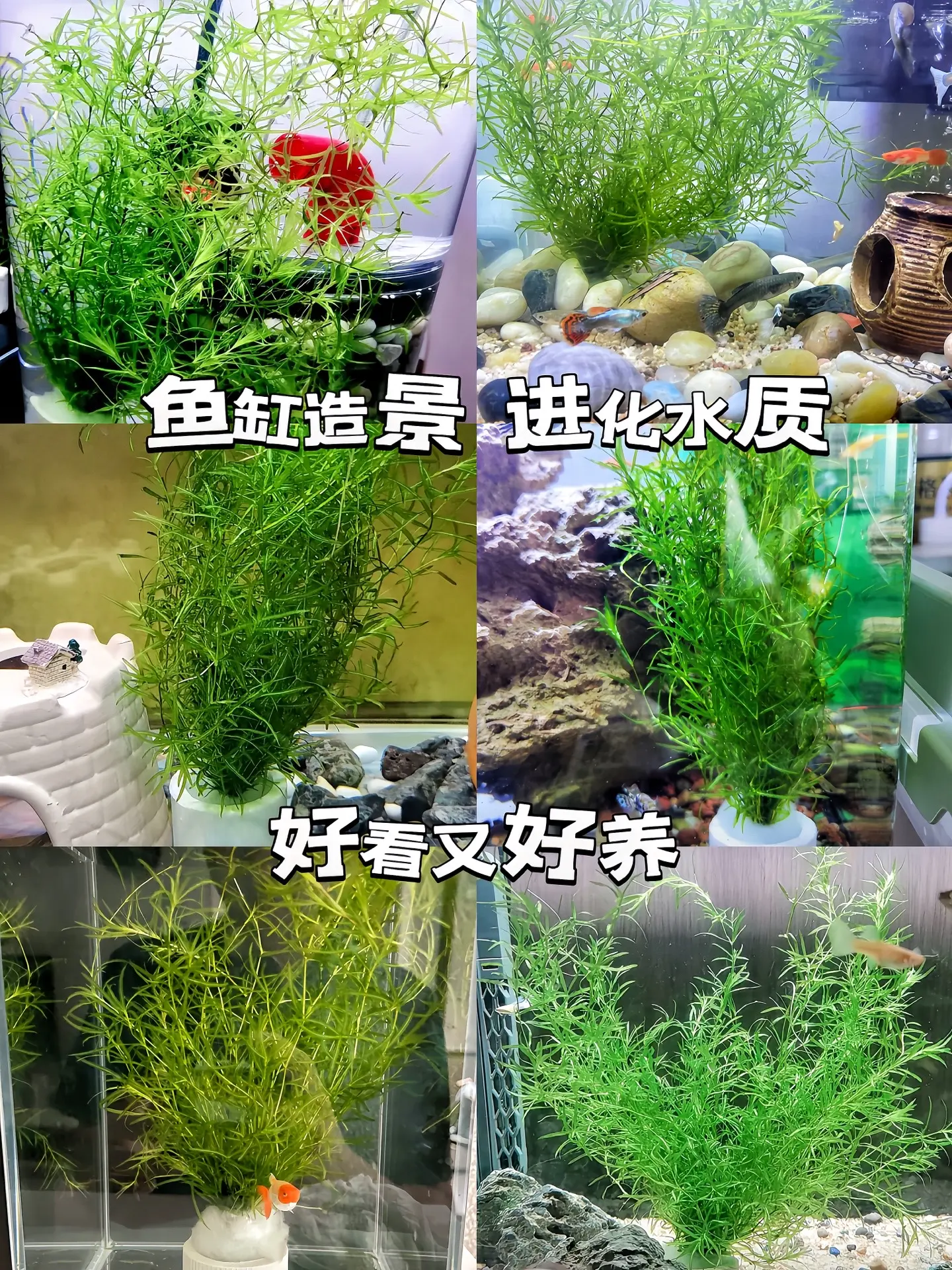 鱼缸造景使用竹节草有以下好处：  一、美观  • 形态优美：竹节草的茎...