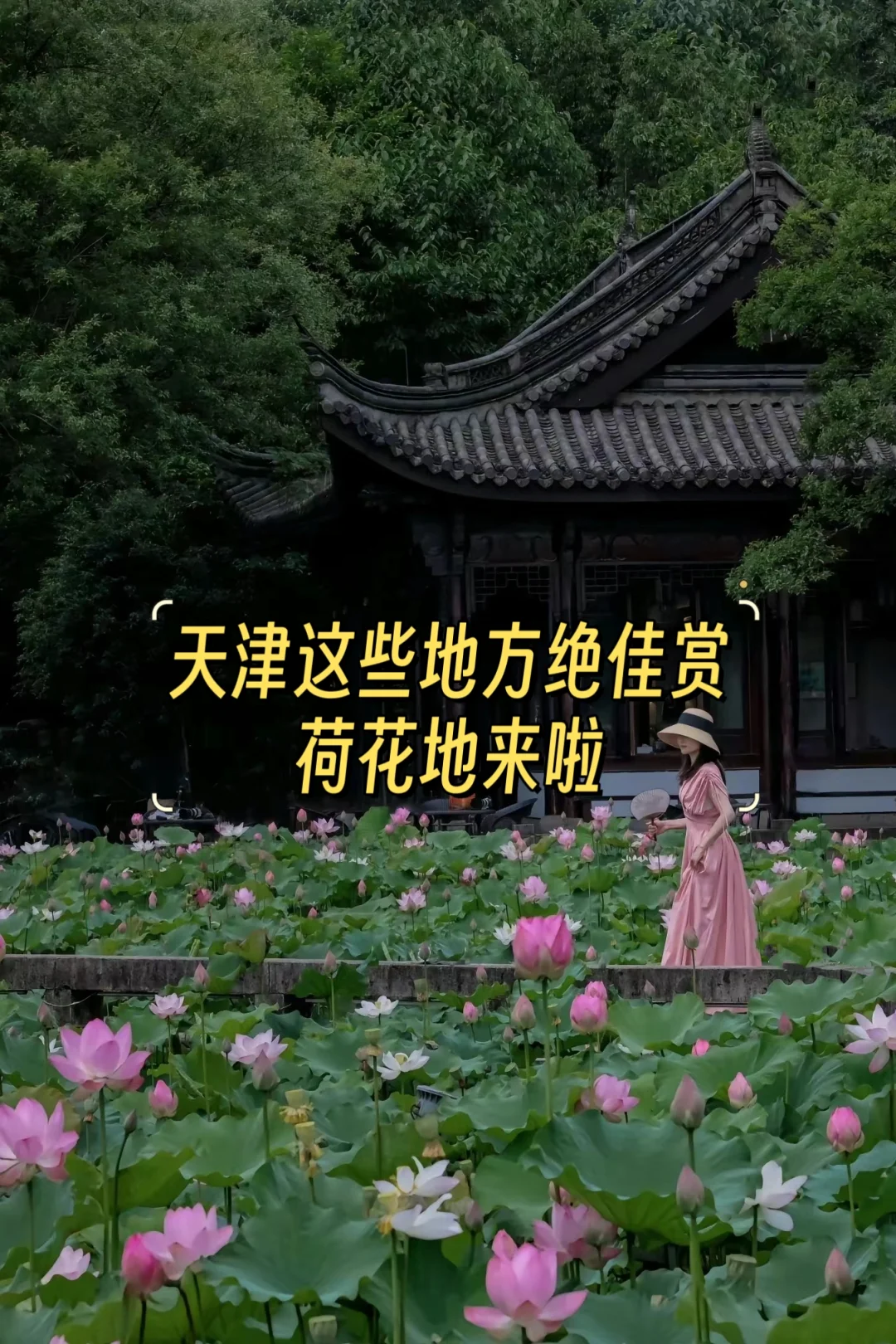 天津夏日这些地方可以赏荷花，最全集结地