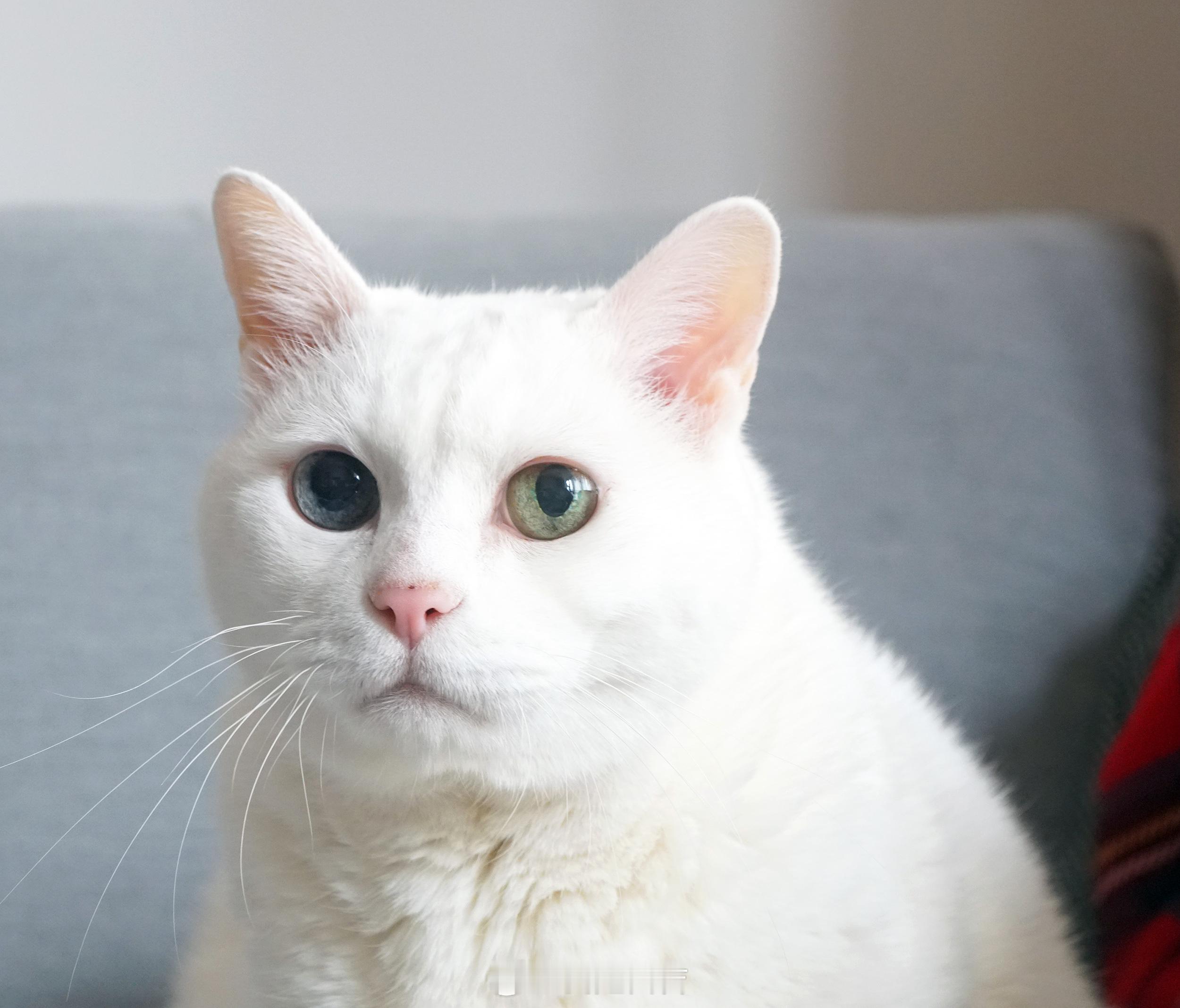 獻上老寶的赤裸清純半身照。 ​​​