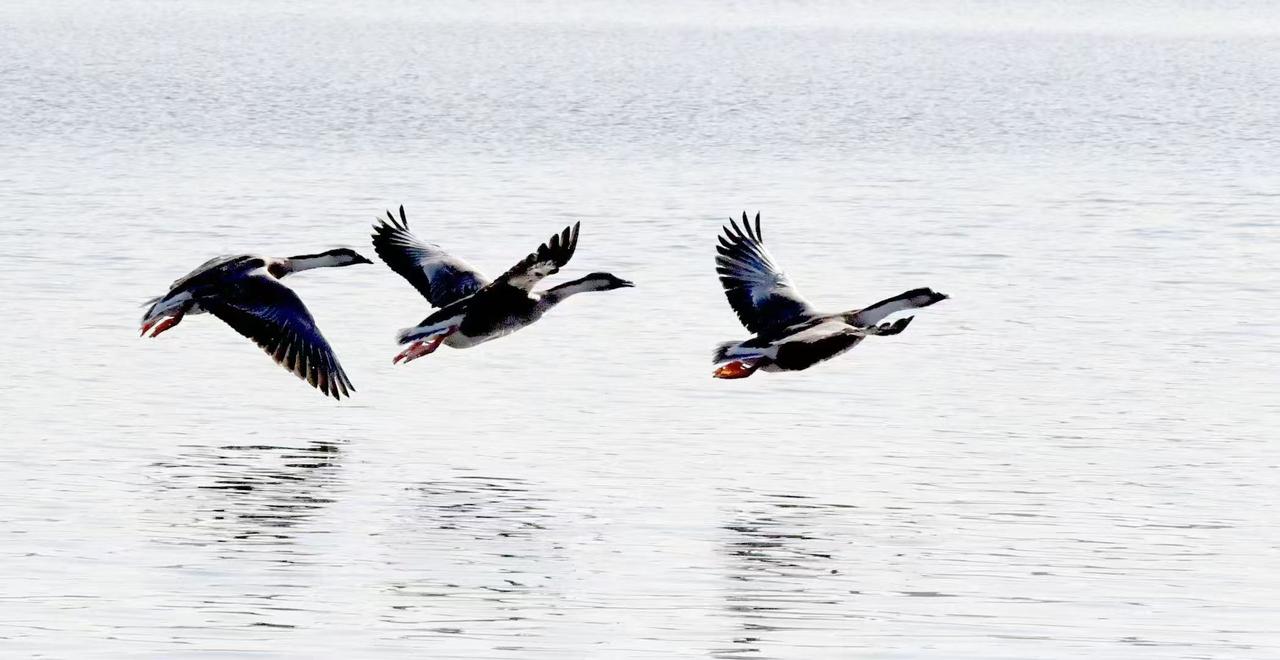 【银杏叶最佳观赏期，遇上温柔好天气】周三是多云的天气，最高气温将冲至本周的最高点