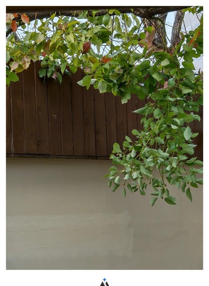 上海的一尺花园（香樟花园店）真的爱了！
环境超级好，三楼露台都是花骨朵，夏天应该