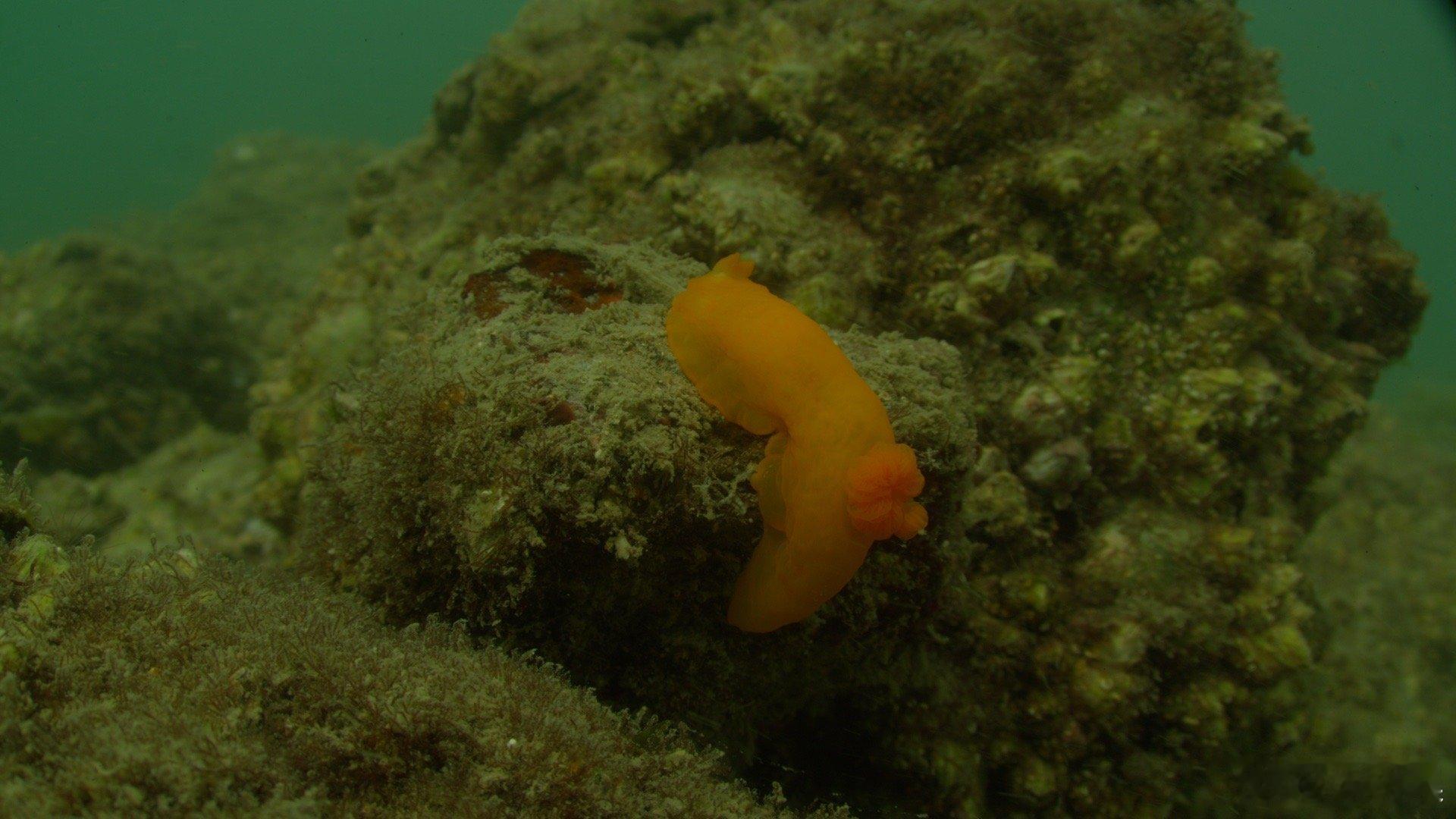 BBC镜头里的野性广东 别再说广东只有早茶和粤语啦！珠江口藏着全球最大的中华白海