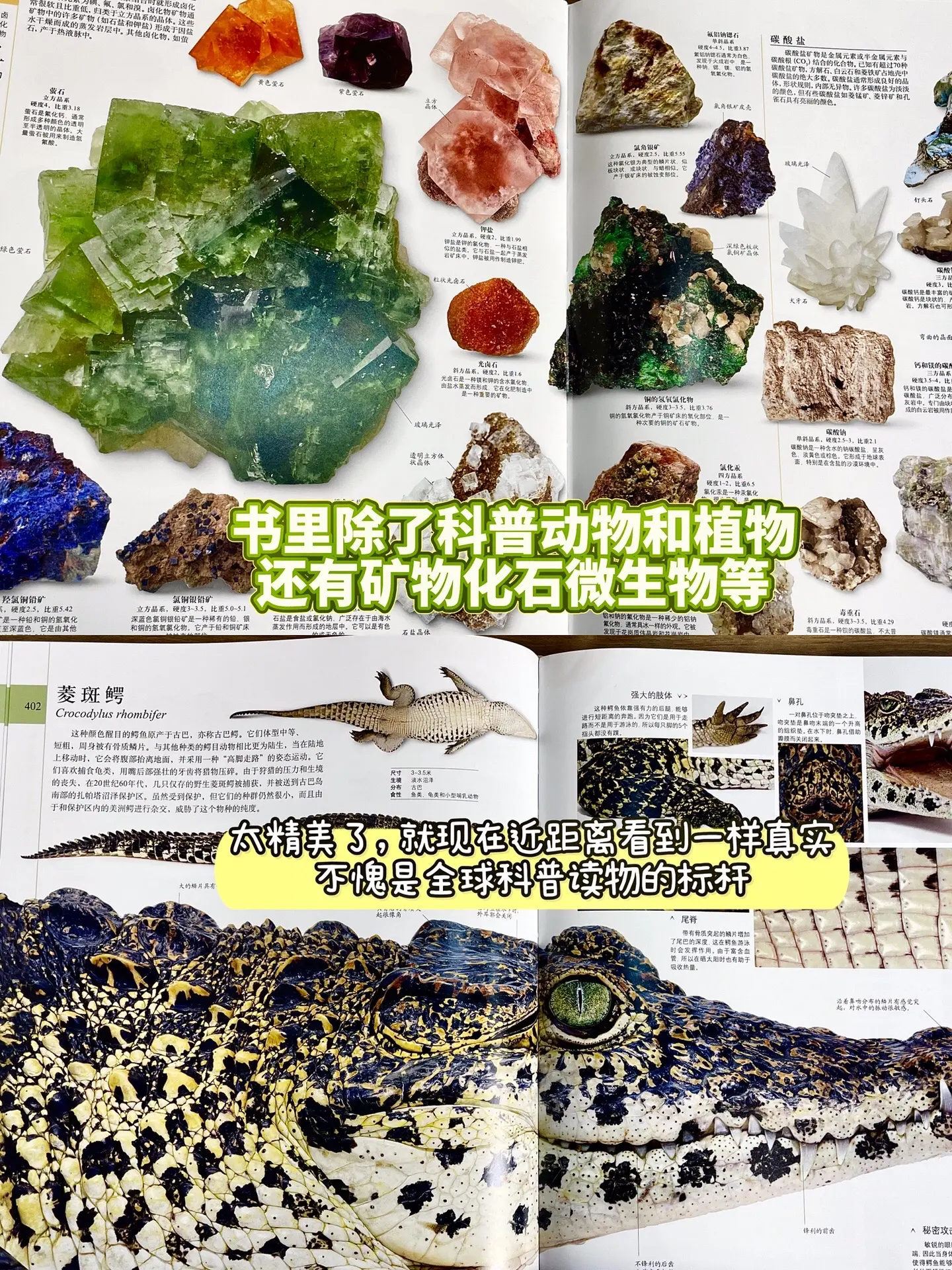 《DK博物大百科》——科普读物的天花板。3 - 99岁都无法拒绝！它跨...