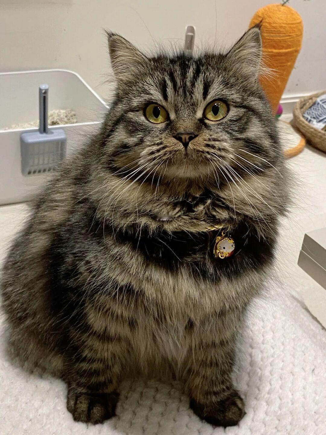放只招财猫在这里给ee们招招财