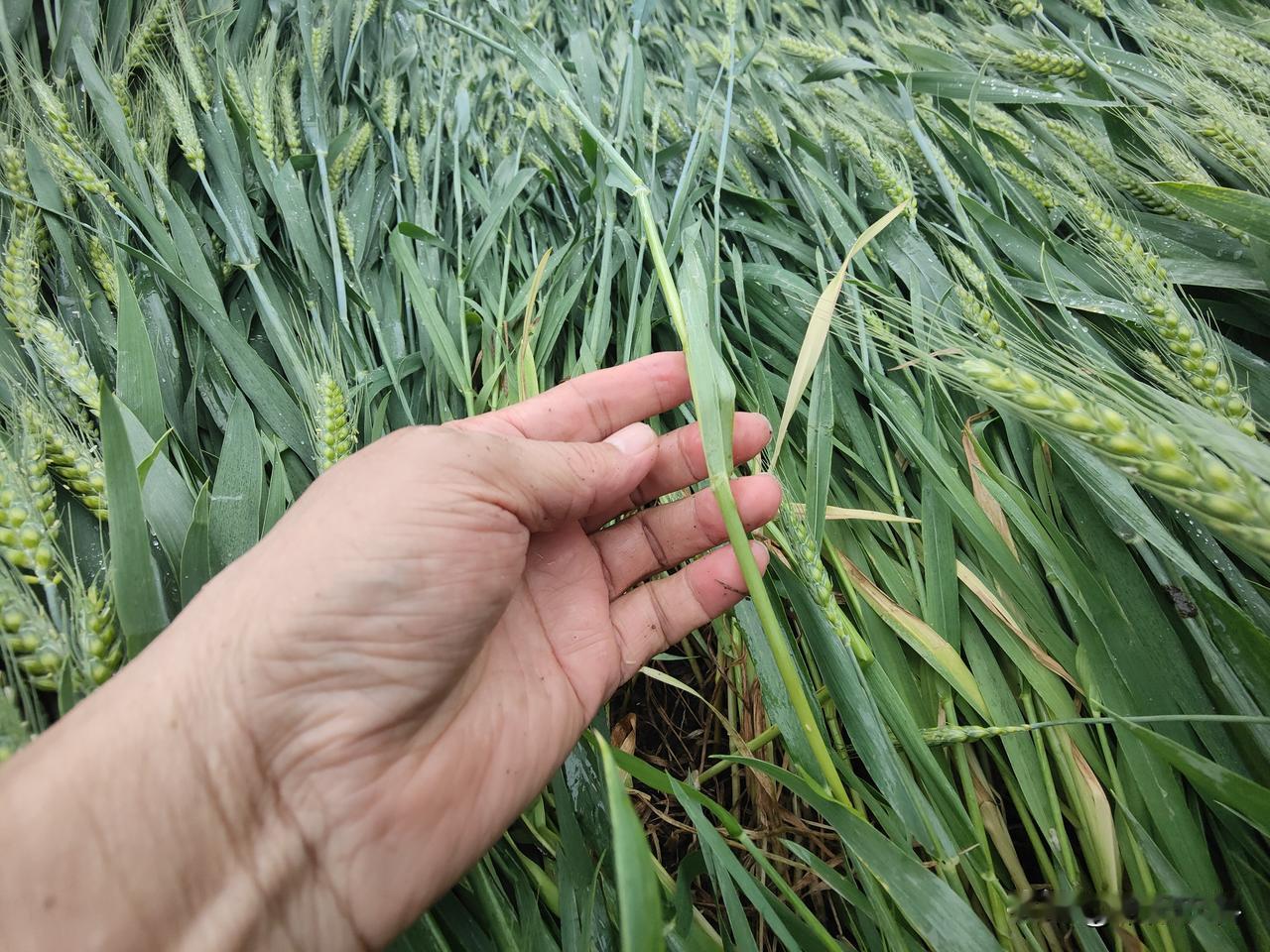 对于农民来说，尤其是包地大户，今年许多人的心愿又要落空了，前期温度适宜，小麦长势