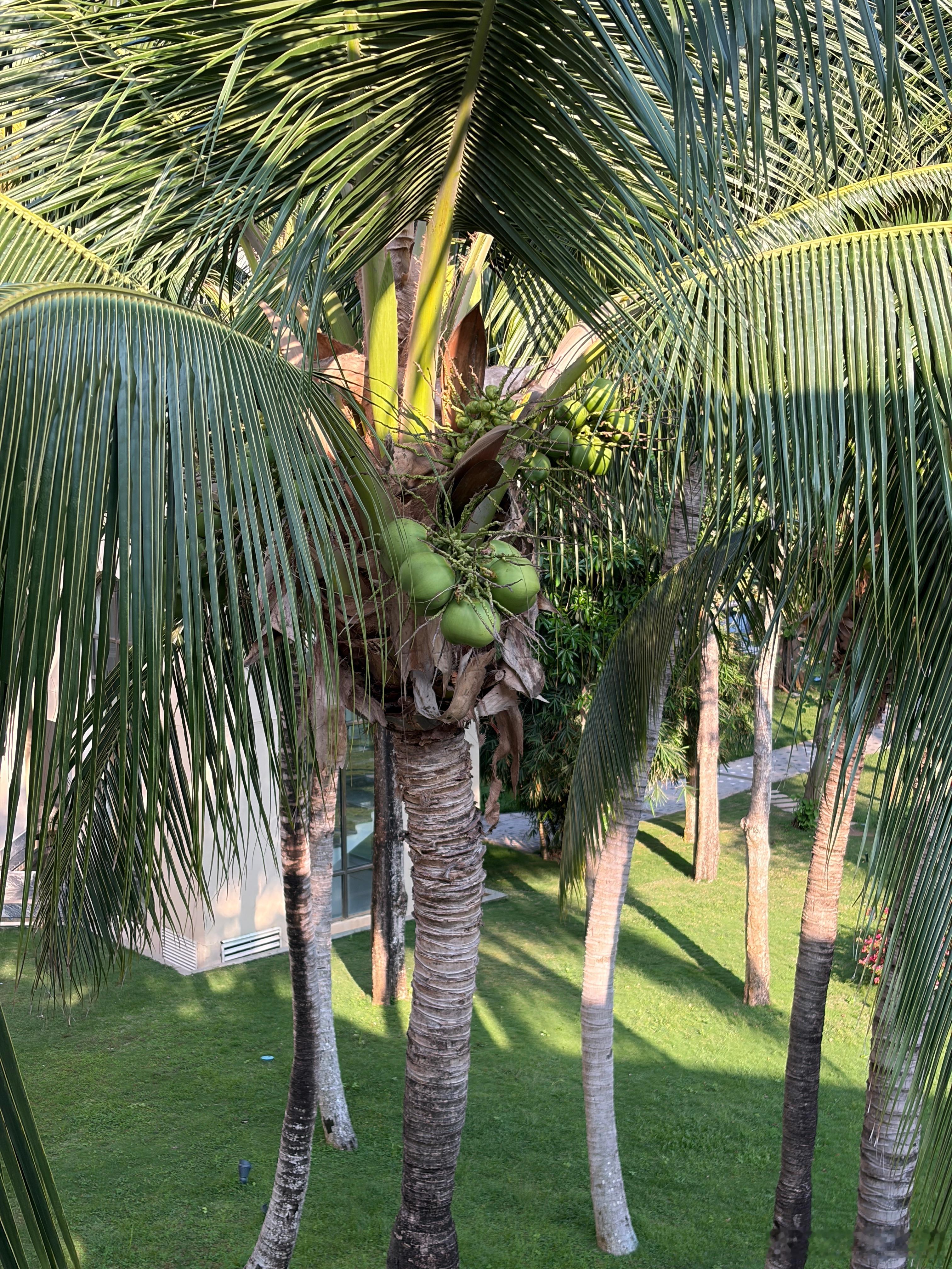 来海南三亚，参加2026樊登年度演讲。暨别克至境E7春季分享会。酒店特别美，到处